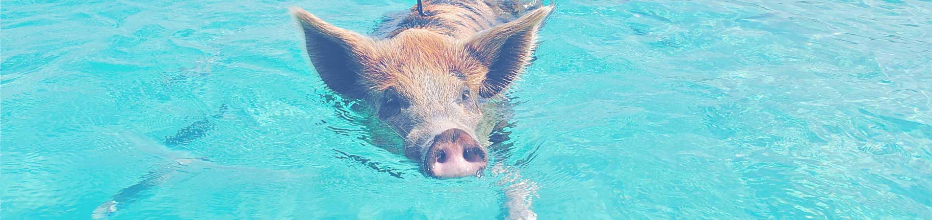 Swimming with the pigs in Staniel Cay